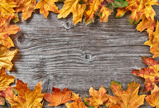 Autumn leaves border