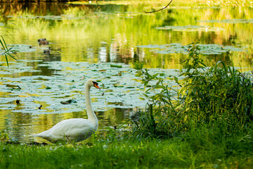 Scenic photo of a swan posing in front of a pond in the late afternoon.