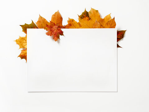 Autumn leaves and blank banner