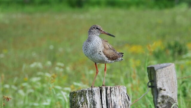 Rotschenkel&nbsp;(Tringa totanus)