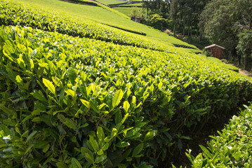 Tea bushes with hut in background
