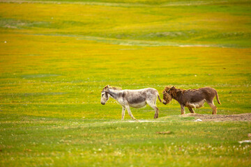 Obraz premium Donkey grazing on a green meadow. Herd of donkeys in the pasture, hardy animals in agriculture. Livestock in the mountains.