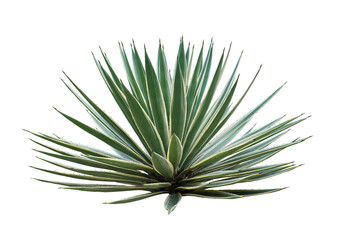 Agave Vivipara or Marginata Caribbean Agave isolated on white background