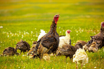Turkeys walk on the grass in a green meadow in a pasture. Animal husbandry and agriculture in the mountains.