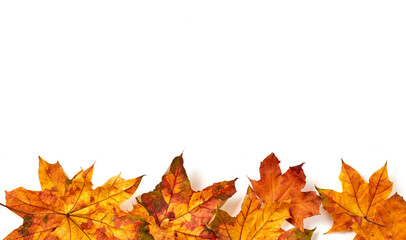 Colorful maple leaves on white background