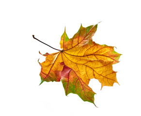 Naklejka na ściany i meble Dry autumn leaf