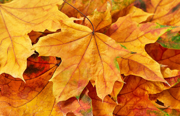 Naklejka na ściany i meble Dry leaves background close-up