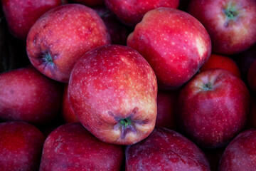 red unwashed apples. fresh harvest of red apples