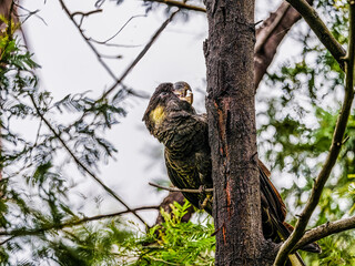  Black Cockatoo Head Up
