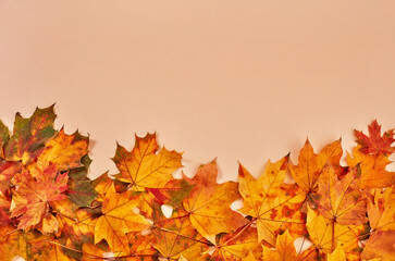 Dry leaves on orange background