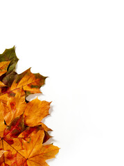 Dry maple leaves on white background