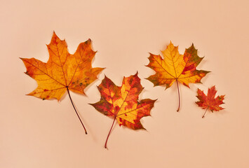 Naklejka na ściany i meble Four beautiful autumn leaves