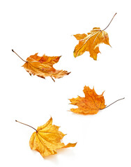 Four yellow autumn leaves falling
