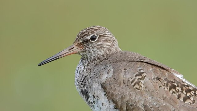 Rotschenkel&nbsp;(Tringa totanus)