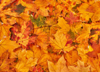 Naklejka na ściany i meble Orange autumn leaves background