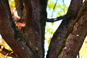 squirrel in the wildlife park rodent autumn