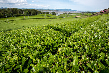 Tea fields in Shizuoka Japan