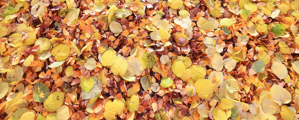yellow fallen leaves abstract background, calendar golden fall