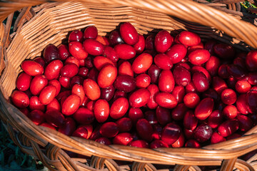 a basket full of Cornelian cherry - Cornus mas fruit