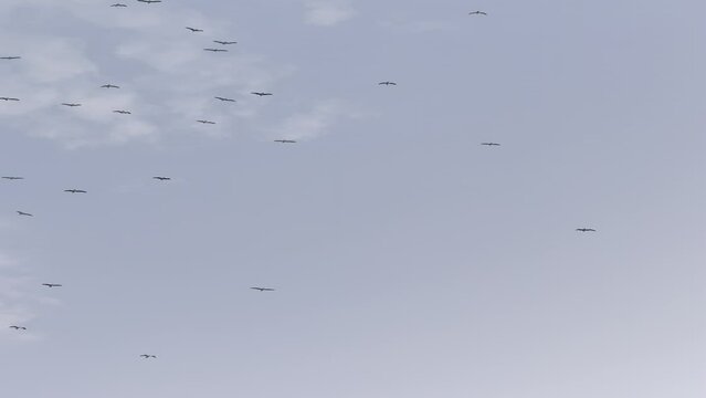 seagulls in flight
