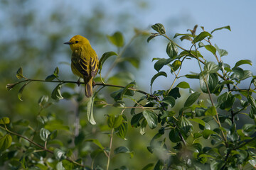 Yellow Warbler perched looking left