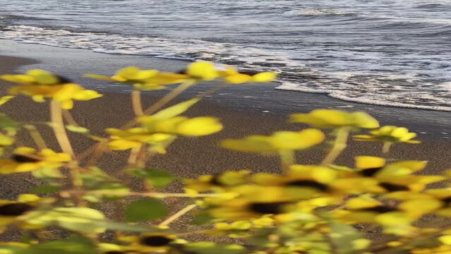 yellow flowers at the sea