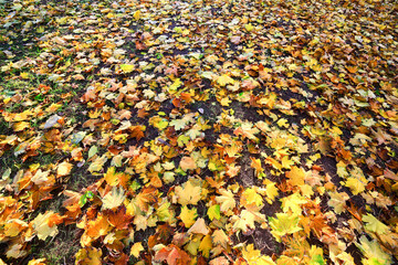 yellow fallen leaves abstract background, calendar golden fall
