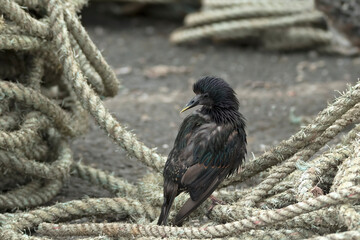 Starling having a preen while standing on ropes