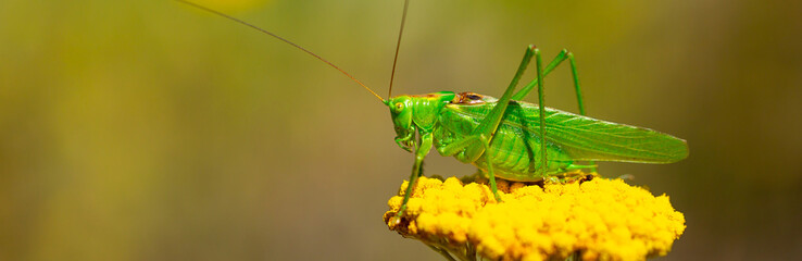 Green grasshopper on a yarrow flower. Large marsh grasshopper, Stethophyma grossum, a critically endangered insect typical of wet grasslands and swamps.