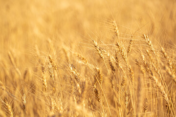 Wheat field on a sunny day. Grain farming, ears of wheat close-up. Agriculture, growing food products.