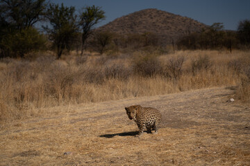 leopard in the African savannah waiting for prey Namibia.