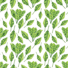 Watercolor Spinach seamless pattern on white background. Greenery hand drawing illustration. Fresh green leaf for salad. Healthy food