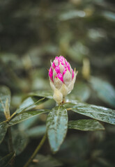 rhododendron in the wild