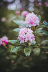 rhododendron in the wild