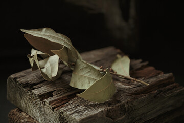Art autumn still life of dried branch with bay leaves in a rustic style on a dark wooden...