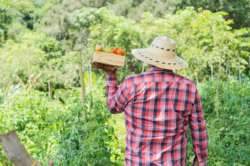 Farmer walking in a field of organic tomatoes