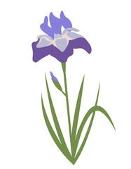 Iris in flat style. Beautiful garden flower.