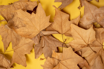 Autumn print with fallen dry leaves on plain yellow background