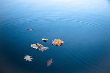 Blue smooth natural water surface with several bright yellow oak leaves floating on the surface.
