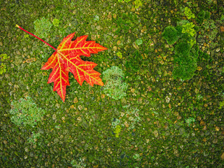 Beautiful textured bright green natural moss surface with contrasting red leaf, diagonal composition, top view.