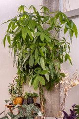 A lot of decorative indoor plants taken to the terrace to give them away and clean the leaves