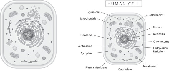 Human cell simple diagram best for educational materials, marketing materials. Grey narrow version, monotone, monochrome