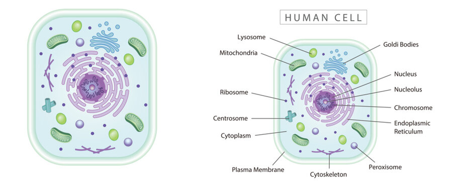 Human cell simple diagram best for educational materials, marketing materials. Green narrow version