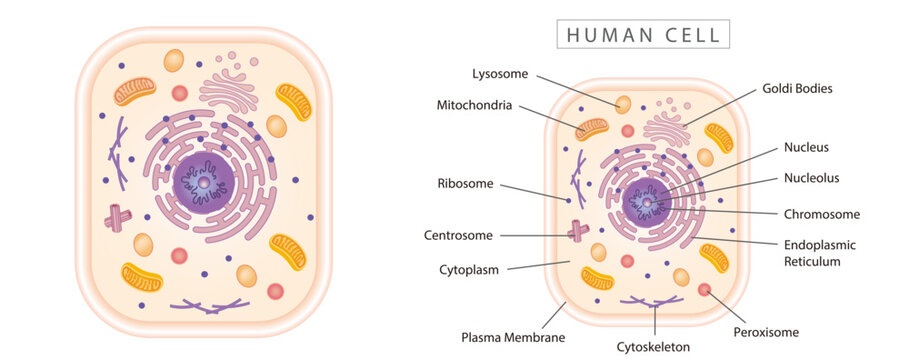 Human cell simple diagram best for educational materials, marketing materials. Orange narrow version