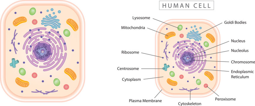 Human cell simple diagram best for educational materials, marketing materials. Colorful narrow version