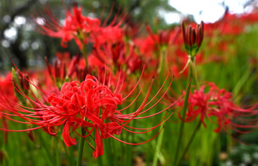 埼玉　権現堂公園　曼珠沙華祭り
