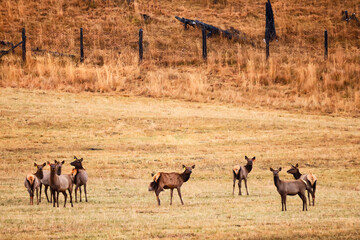 deer in the pasture animals wildlife no people