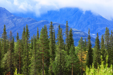 autumn taiga forest landscape, nature view fall in the mountains