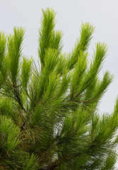 green pine branches as a background