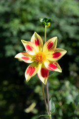 pink and yellow Dahlia flower